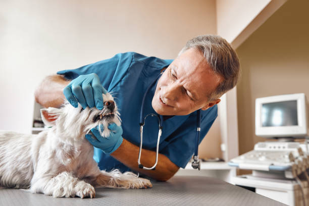 Best Tooth Infection Emergency Dentist  in Maan, ND
